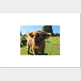 Scottish Highland Cattle Calf 1494 Posters and Art